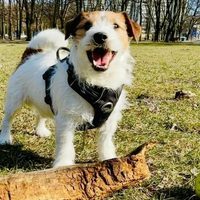 Hero, a small dog